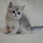 379 Adelina British shorthair female kitten