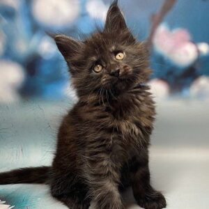 754 Balus Maine Coon male kitten