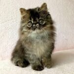108 Winston Persian male kitten