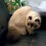 33 Nick Persian male kitten