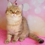 204 Kiko British shorthair male kitten