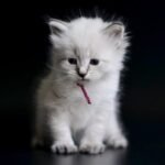 74 Dolche Siberian male kitten