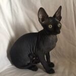 425 Frenk male Sphinx kitten