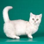 259 Zinger Munchkin shorthair male kitten