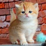 500 Timothy British shorthair male kitten