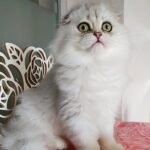 217 Ustim Scottish straight longhair Male kitten