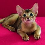 169 Yasmina purebred Abyssinian female kitten