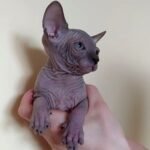 177 Andi female Elf straight kitten