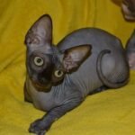 Samantha female Sphinx kitten