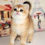 269 Bianca British shorthair female kitten