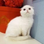 489 Maris Scottish fold longhair male kitten