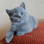Bublik British shorthair male kitten