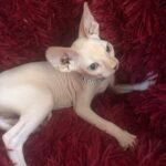 288 Sindy female Sphinx kitten