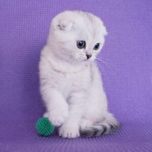Frodo Scottish fold shorthair male kitten
