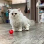 Unikum British longhair male kitten