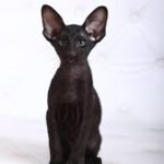 Junior Oriental male kitten