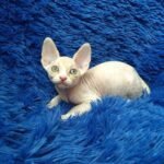 Paris male Sphinx kitten