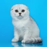510 Elen Scottish fold shorthair female kitten