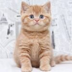 250 Xioma British shorthair female kitten