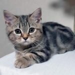 394 Ramoza Munchkin female kitten