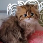 605 Uber Scottish straight longhair male kitten