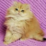 491 Levik British longhair male kitten