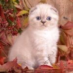 550 Ulrich Scottish fold shorthair male kitten