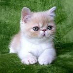 Qvinsi Exotic shorthair female kitten