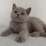 311 Lord British shorthair male kitten