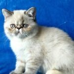 Steysi Exotic shorthair female kitten
