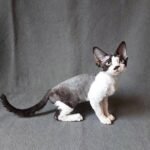 286 Rex male kitten Devon Rex