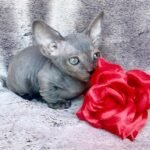 Loki male Bambino kitten