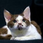 135 Squirrel female kitten Devon Rex