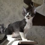Eremey male kitten Devon Rex