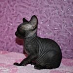 Kaira female Sphinx kitten