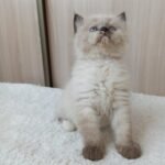 Izyuminka Siberian female kitten
