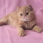 Jean Exotic shorthair male kitten