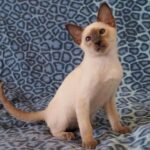 230 Bruno Peterbald male kitten