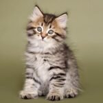 71 Caballero Siberian male kitten