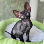 195 Ssion male kitten Cornish Rex