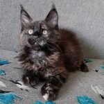 295 Shanty Maine Coon female kitten
