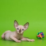 Legolaz male Sphinx kitten