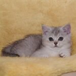 Chokey British shorthair male kitten