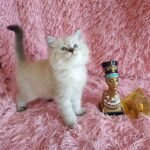 Nefertiti Siberian female kitten