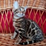 28 Salvador purebred Bengal male kitten