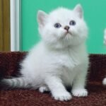 Rostik Scottish straight shorthair male kitten