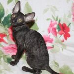 198 Gothic Star female kitten Cornish Rex