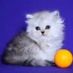 28 Denis Persian female kitten
