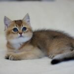 377 Hristofer British shorthair male kitten