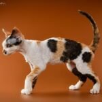 336 Quinny female kitten Devon Rex